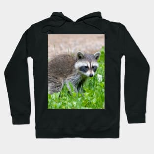 Baby raccoon in a green yard Hoodie